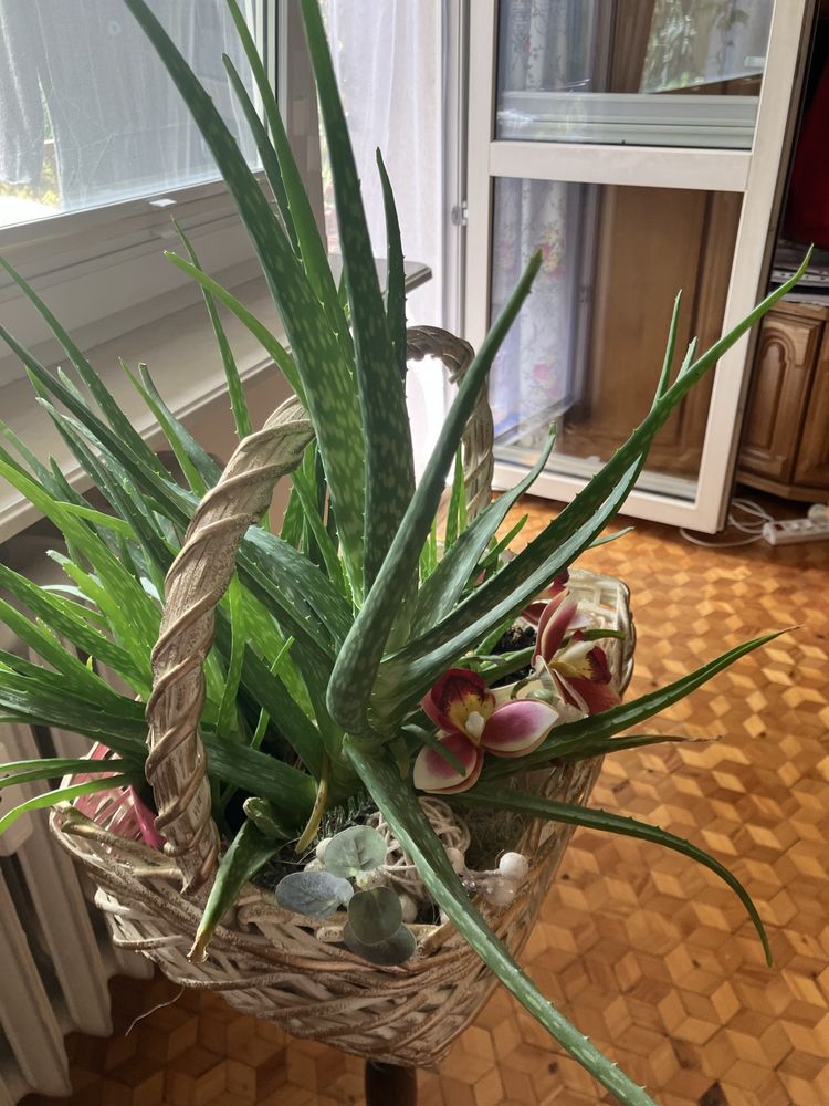 Aloes duży i mały w dwóch doniczkach i koszu