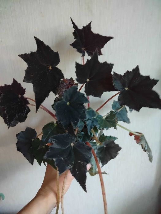 БегонияКлеопатра Рео сциндапсус Сингониум АлоеФилодендронХамедорея