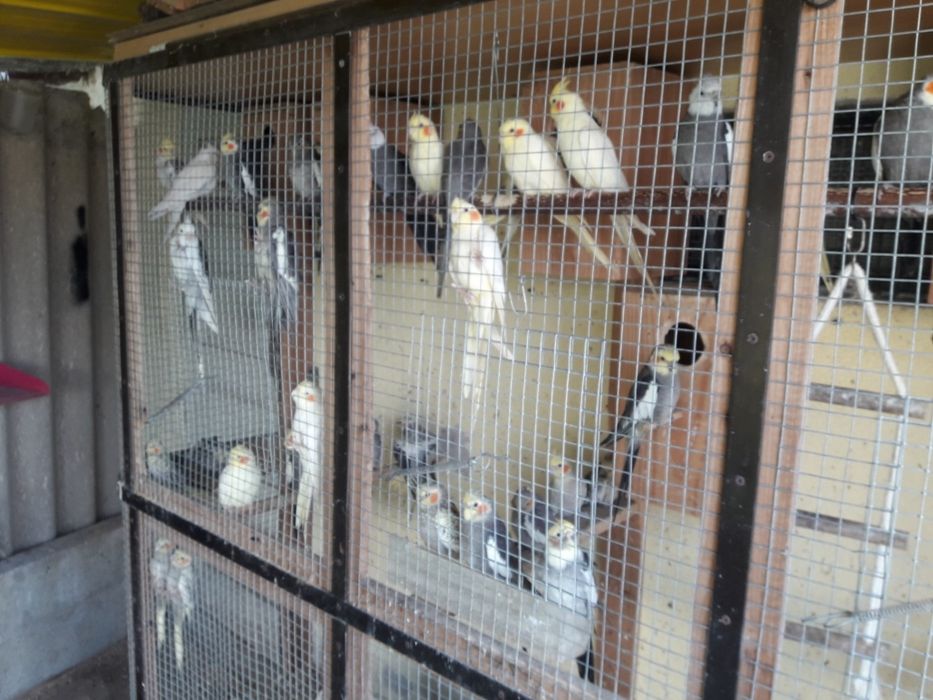 Vendo caturras de várias cor