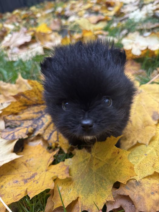 Szpic miniaturowy piesek czarny