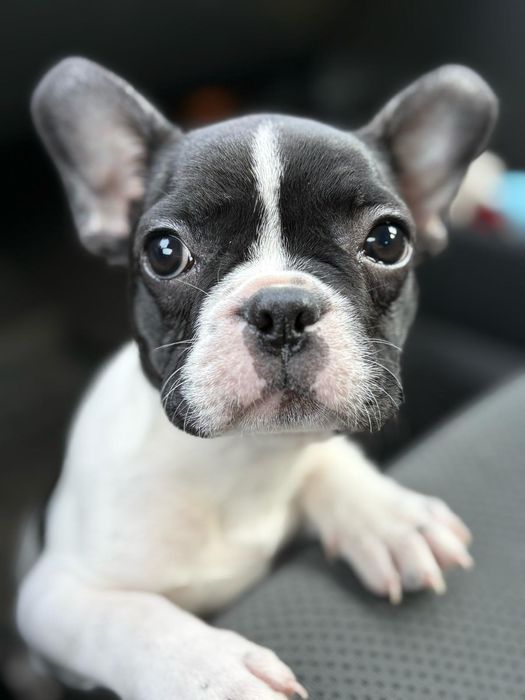 Buldog francuski suczka gotowa na zmianę domku