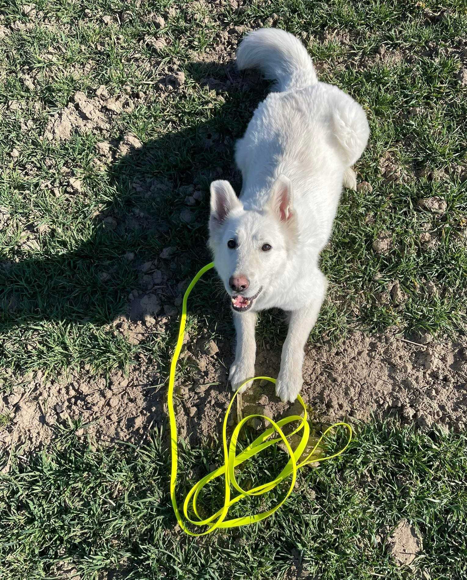 Smycz dla psa linka lonża wodoodporna z MOSIĄDZEM Shelbypets 2M 1.6CM