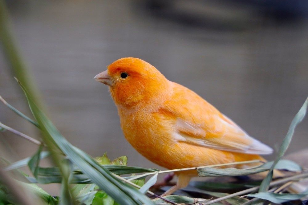 Kanarek czerwony samiec 2025 Wysyłka Bla Car, dowóz
