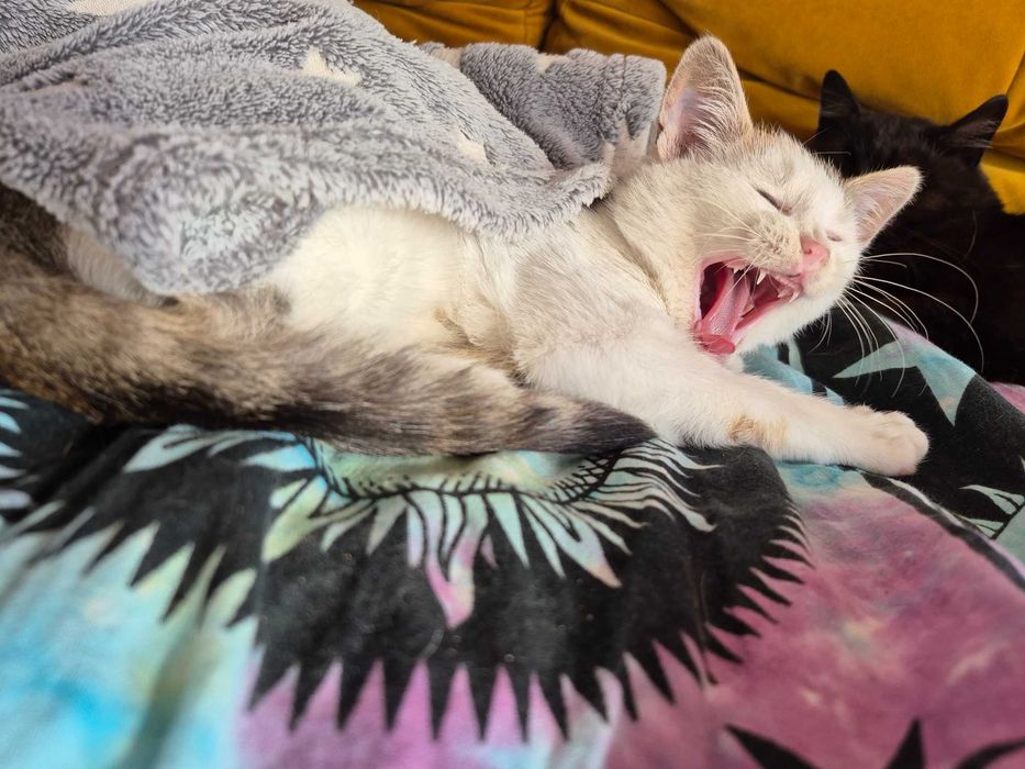 5 miesięczna trikolorka do adopcji