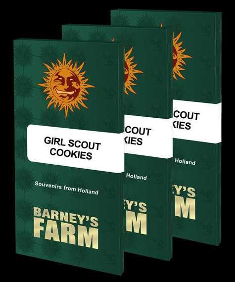 Bonusy do każdego zamówienia!! Nasiona marihuany F1 Girl Scout Cookies