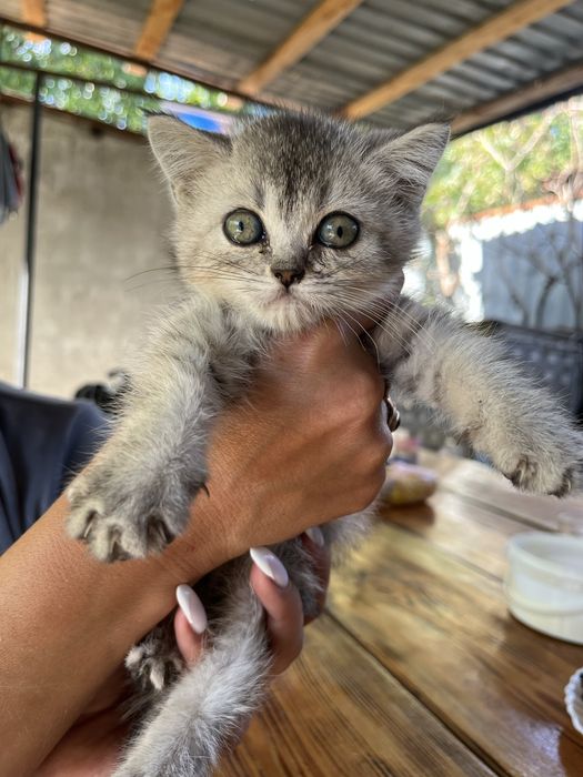Продам породистых котят