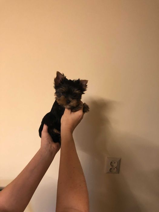 York Yorkshire Terier śliczna  mini sunia