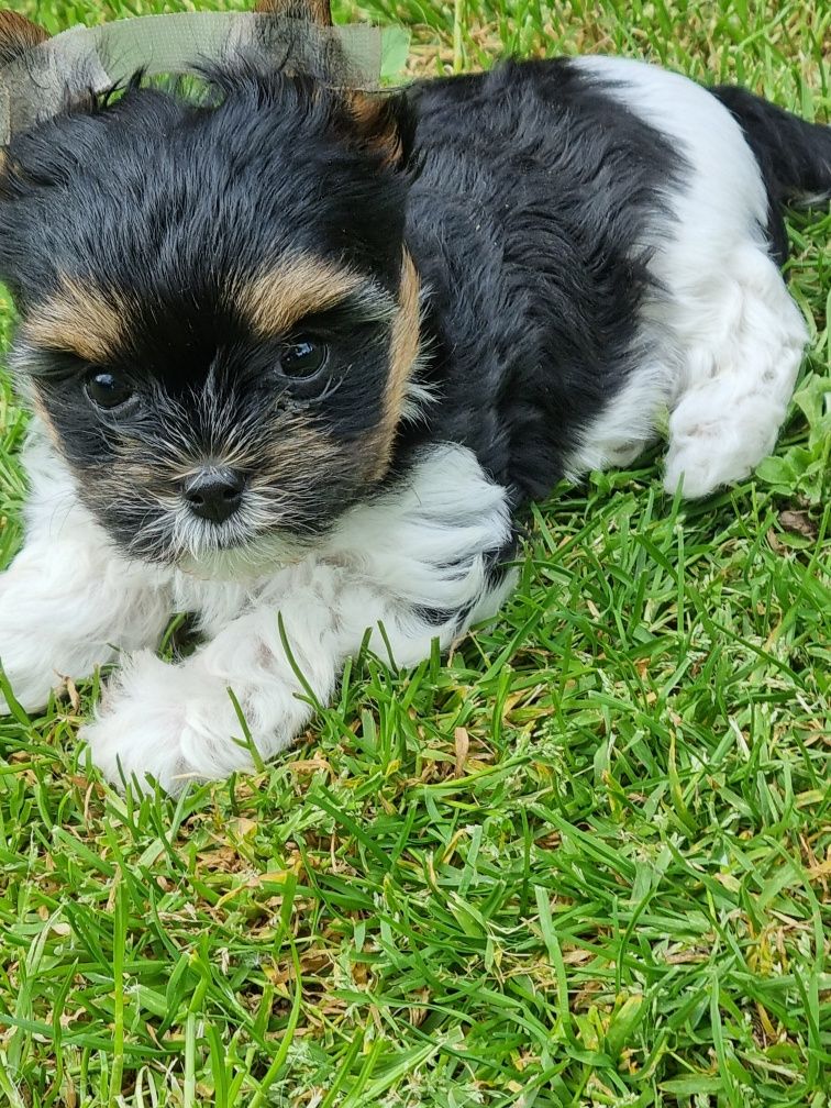 Suczka Yorkshire Terrier Biewer