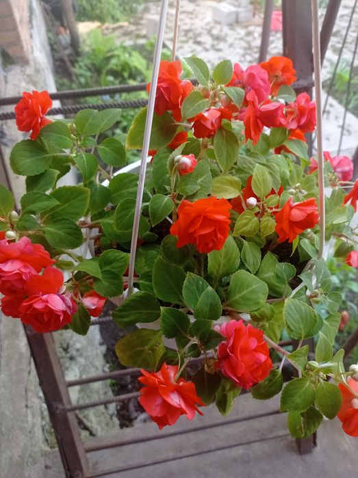 Бальзамин красавчик