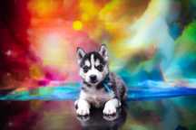 Czarno-biały chłopczyk Siberian Husky rod ZKwP FCI