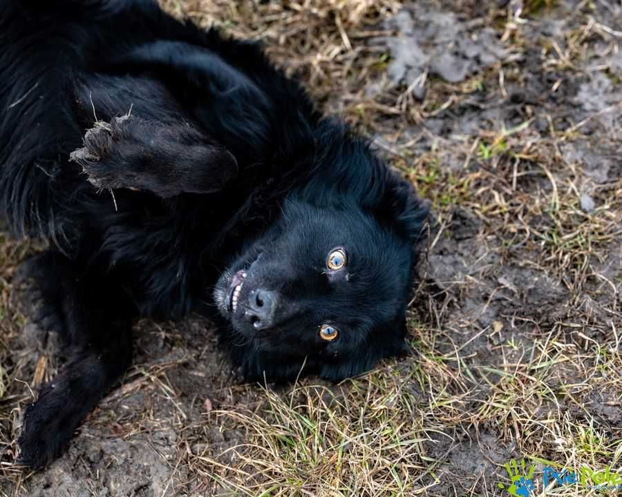 Kochany, miły, łagodny psiak z dłuższą sierścią MOŻLIWY DOWÓZ