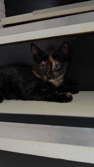 Отдам котенка в добрые руки