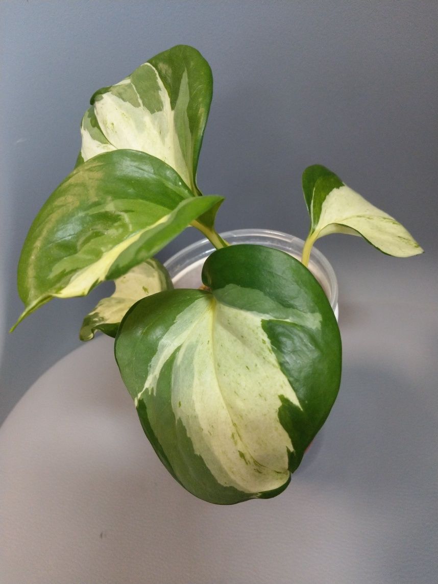Epipremnum happy leaf