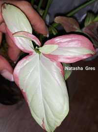 Сингониум Pink Salmon Variegated   Syngonium grey ghost  филодендрон