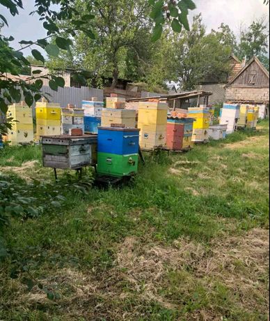 Пчёлы, пчелопакеты, отводки