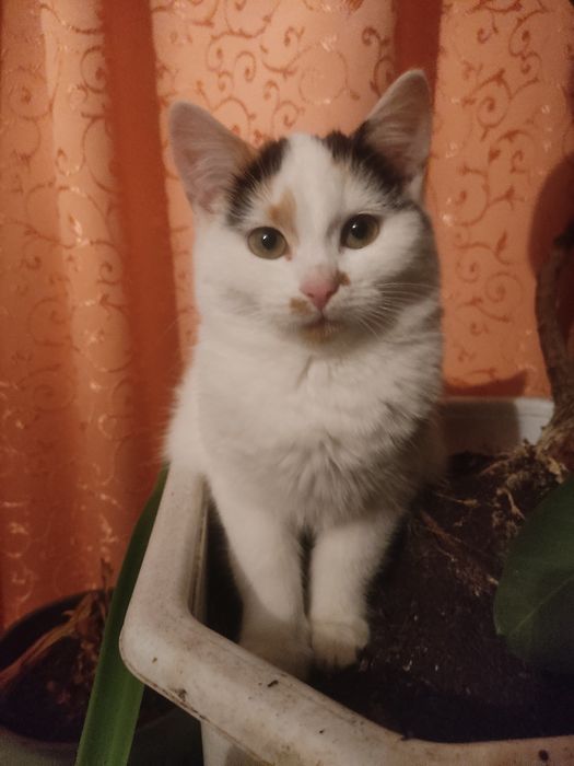 Кошенятко в хороші руки