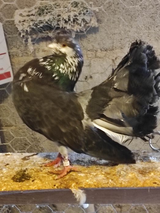 Pawiki różne kolory