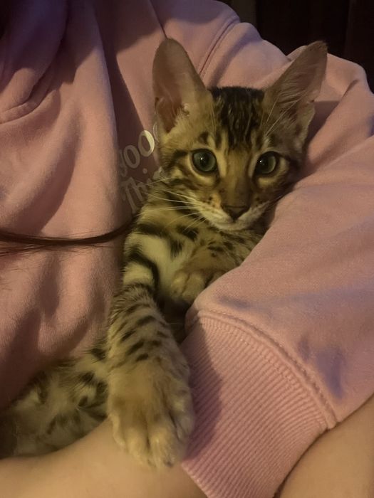 Sprzedam kotka rasy Bengal