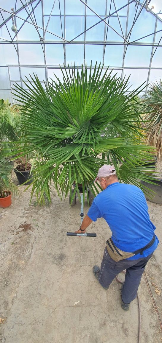Trachycarpus fortunei szorstkowiec Fortunego pień ok.100 cm PALMA