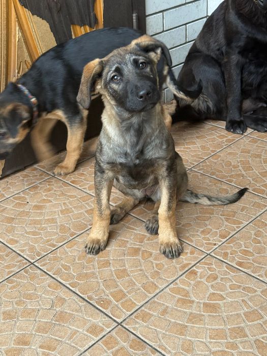 2 дівчинки шукають люблячу родину. Безкоштовно.