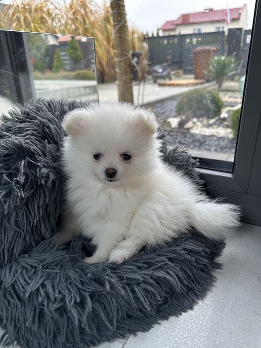 Pomeranian szpic miniaturowy xxs bardzo mały biały znakomite geny