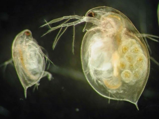 Dafnias - Alimento vivo para peixes