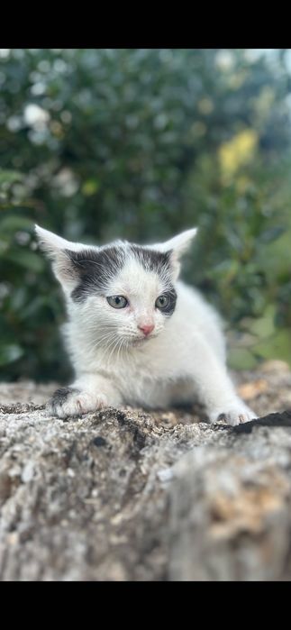 Kotki, śliczne 2 miesięczne do oddania