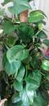Planta conhecida por nome:Jiboia