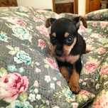 Pinscher fêmea linda