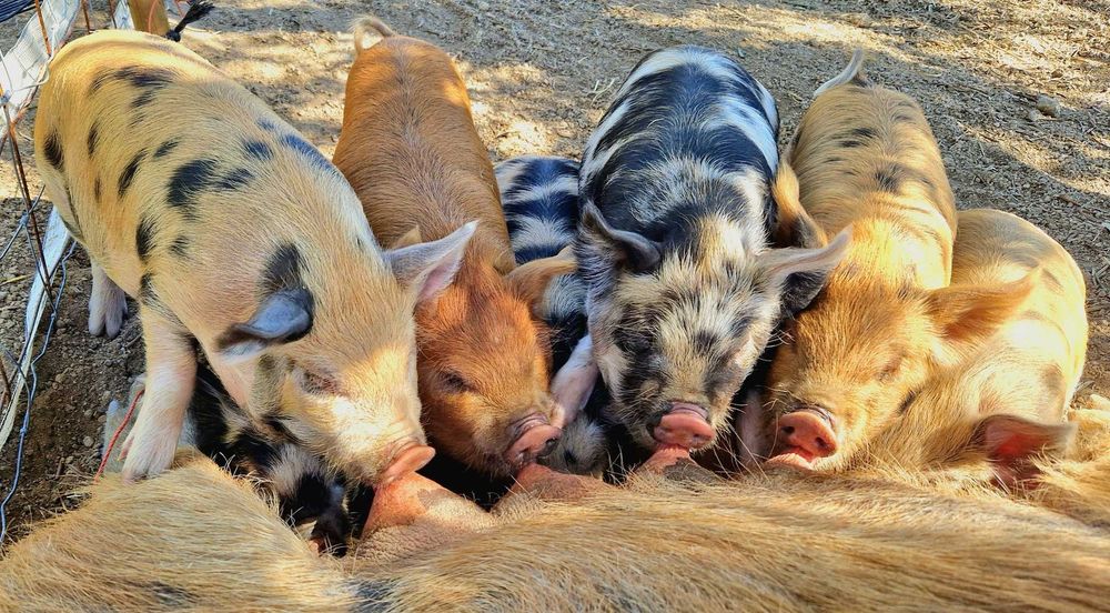 Leitões Kune Kune Jovens (15 de Agosto de 2025)