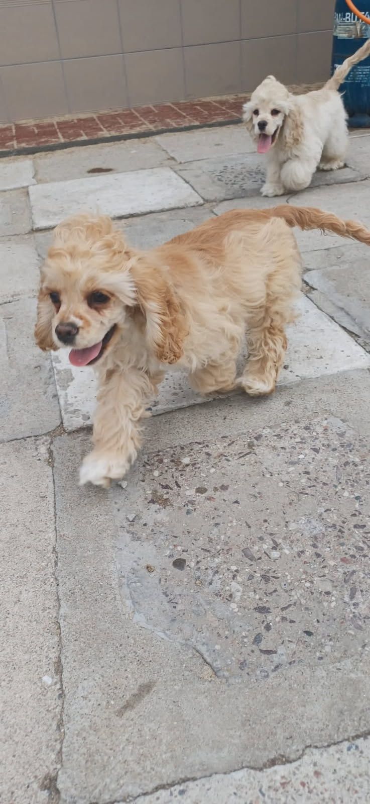 Cocker spaniel amerykański