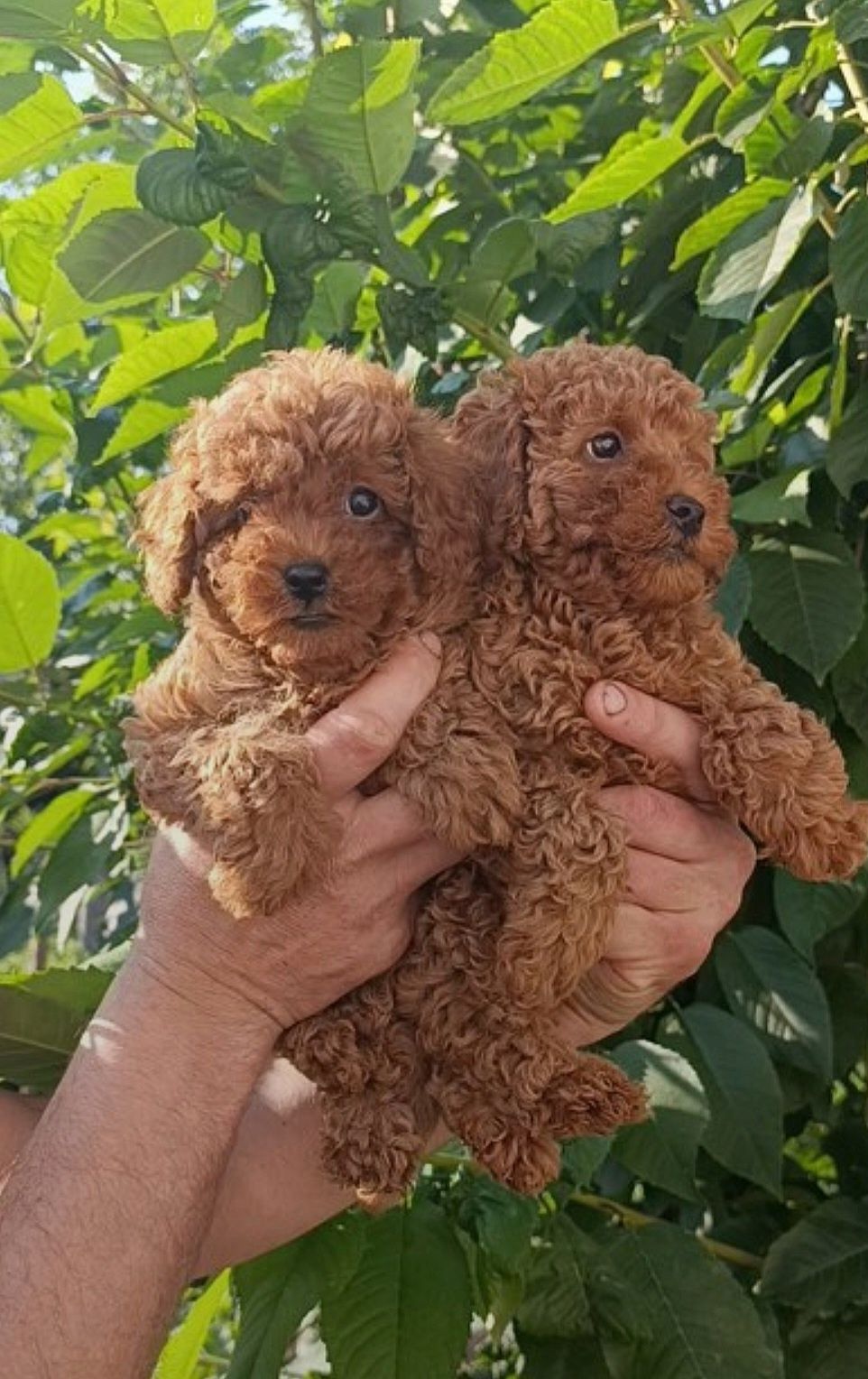 Pudel toy red brown