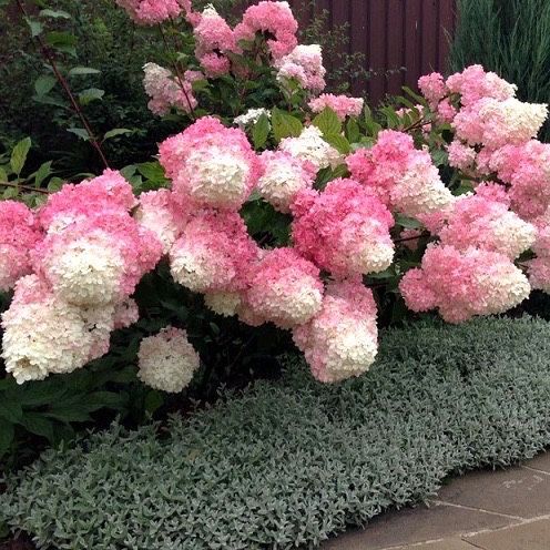 Смарагд,штамби-великий вибір-є опт