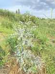 Деревья Эвкалипт Гунни Eucalyptus Gunni