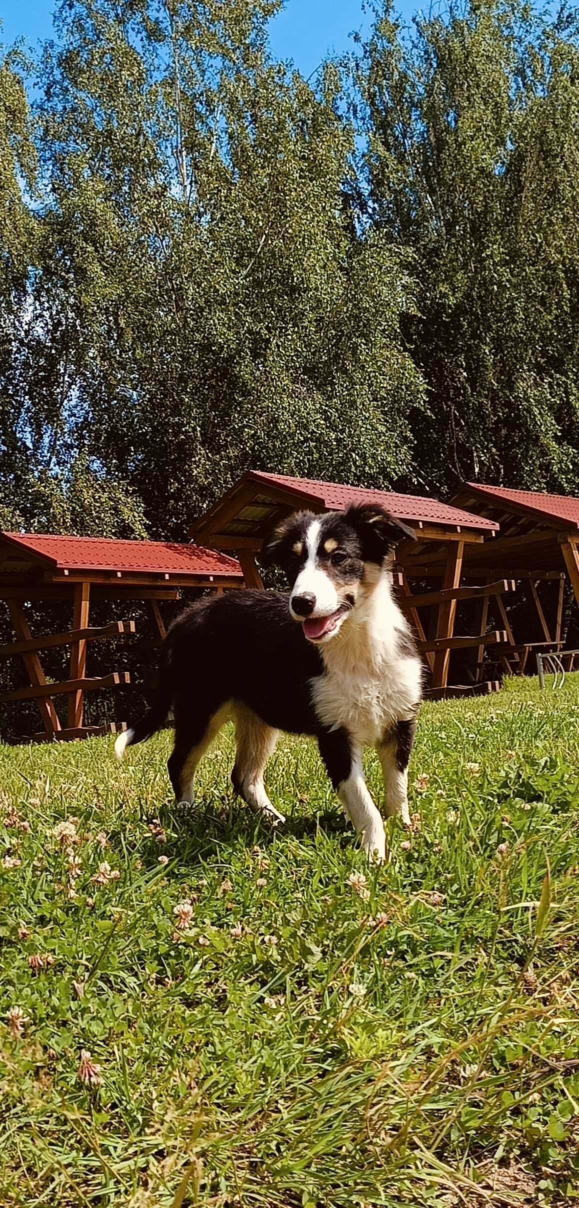 Border collie suczka