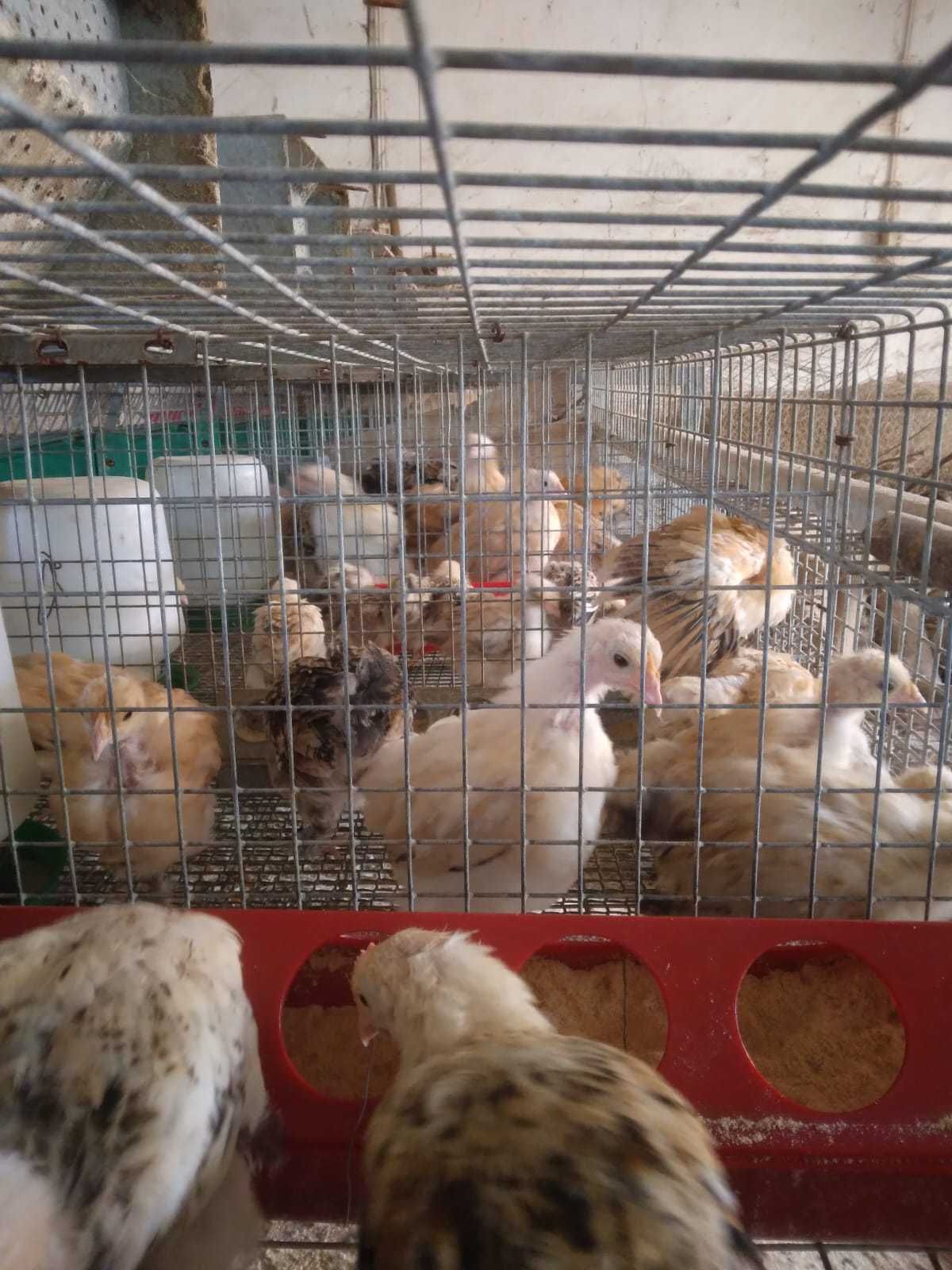 Garnizos coquichos