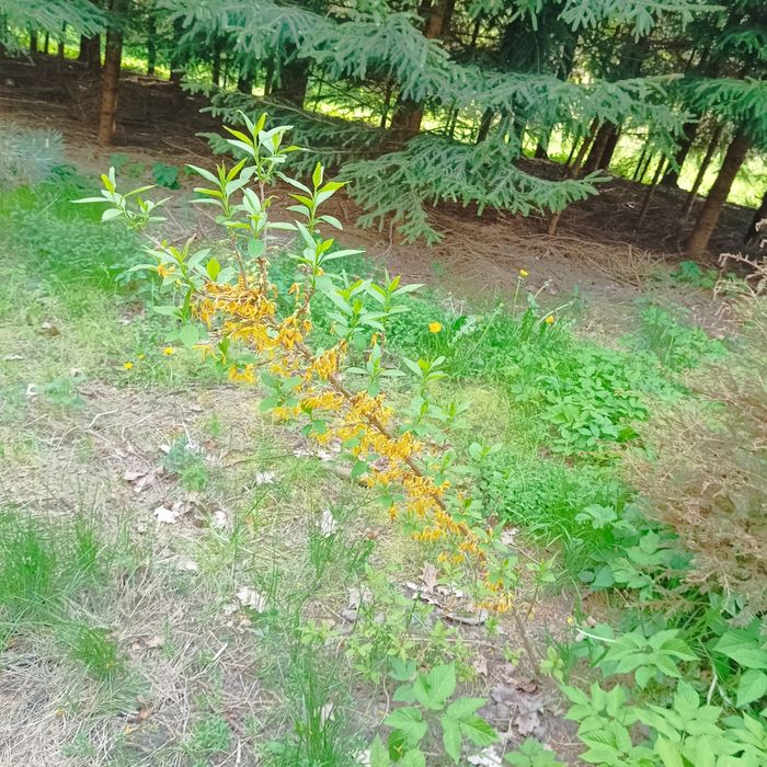 26. Duża sadzonka forsycji