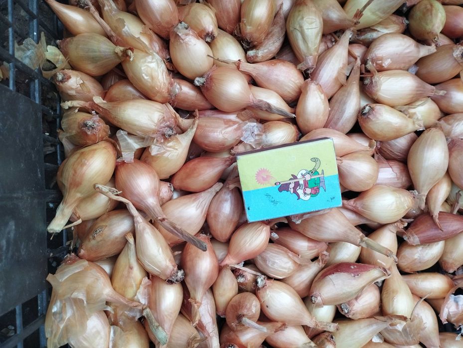 Цибуля шалот, кущівка