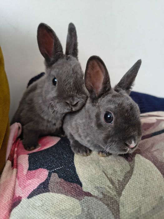 Karzełek rex niebieska samiczka