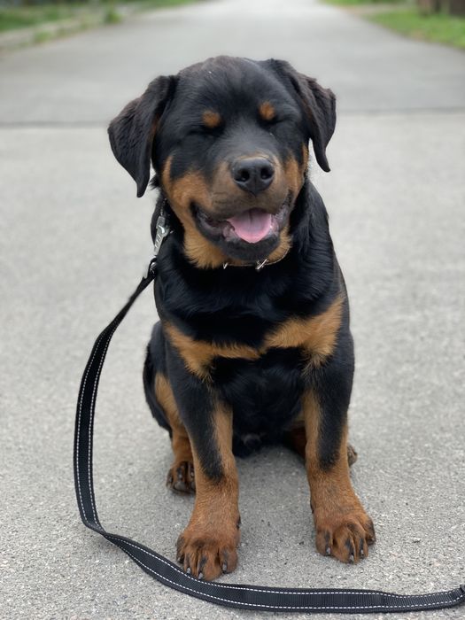 Кінолог/дресирування собак