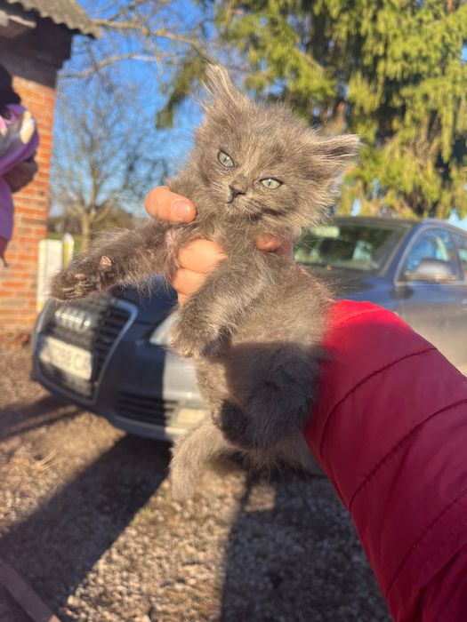 Віддам в хороші руки