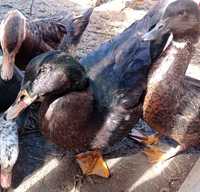 Trio de patos ruan