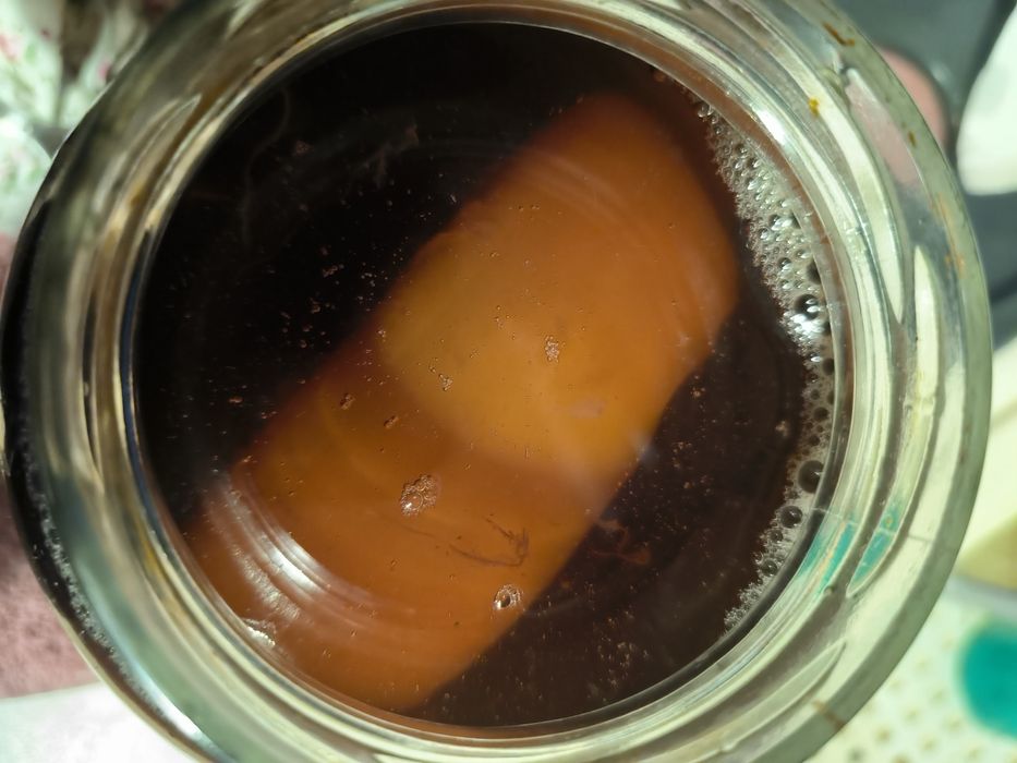 Ogromny grzybek kombucha combucha Scooby