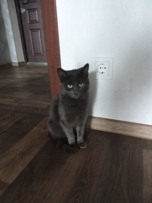 Отдам котика в хорошие руки