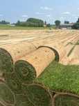 Trawa z ROLKI Realizacja 24H Transport Hurt Detal