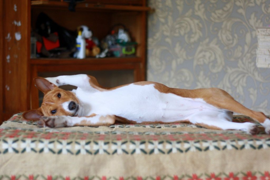 Неперевершена красуня, басенджи Basenji,  Класна дівчинка! КСУ