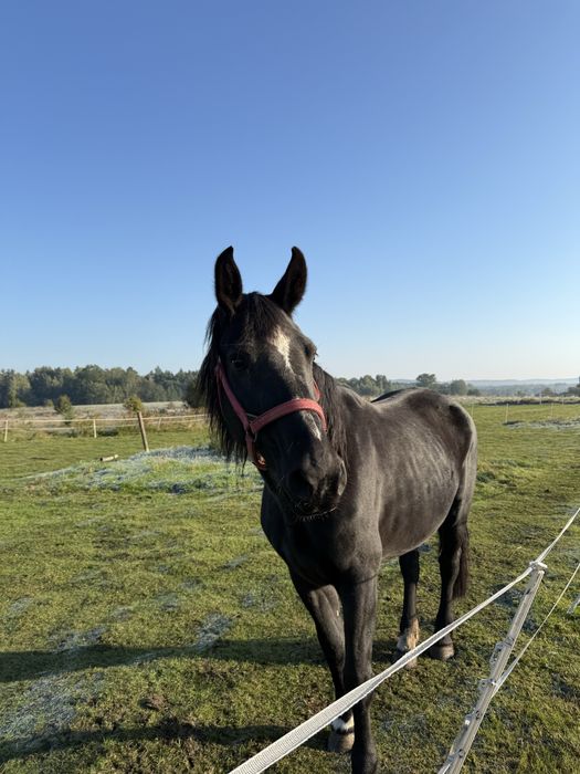 Sprzedam lub zamienie  Klacz śląska
