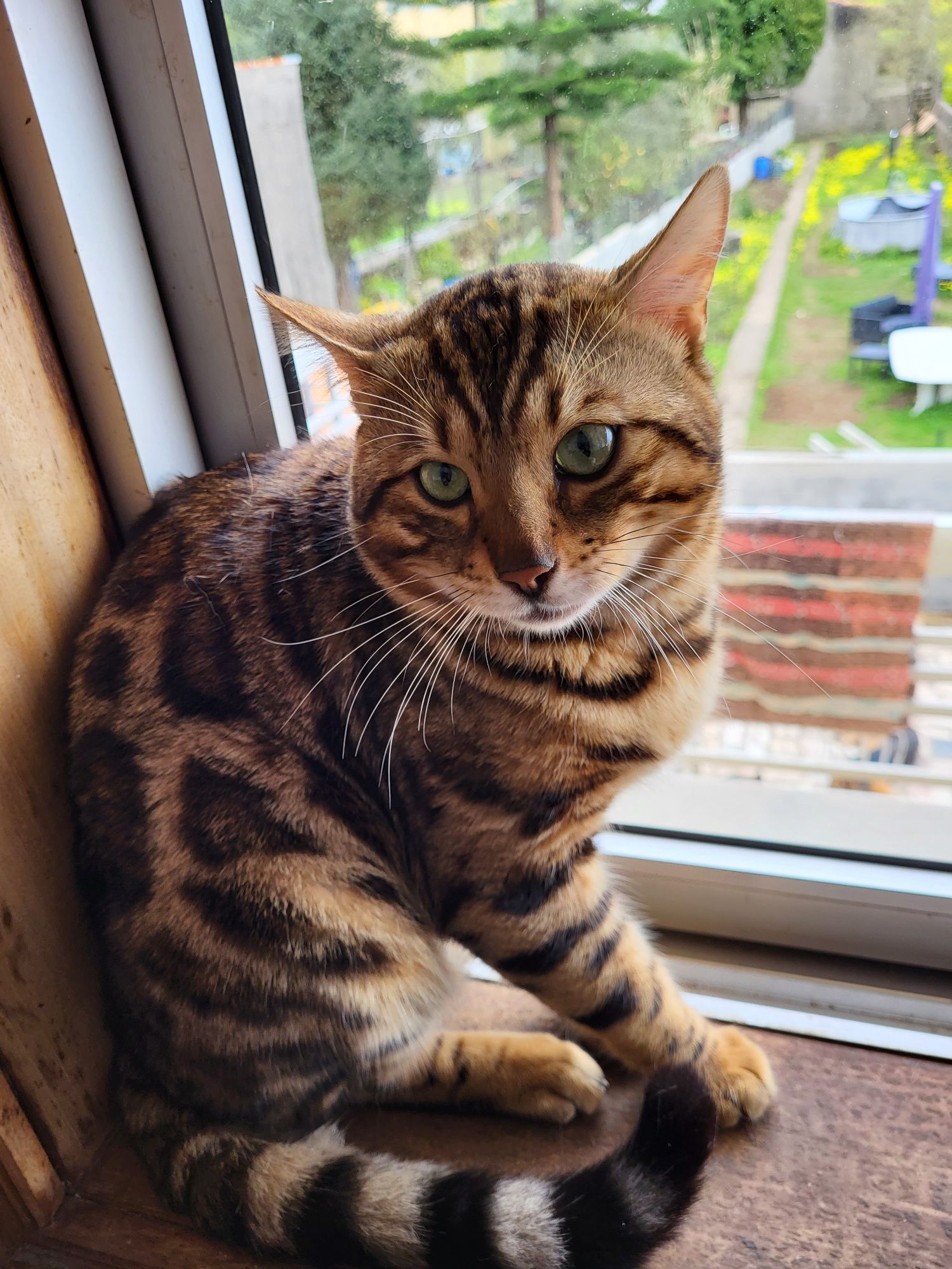 Gato bengal para acasalar