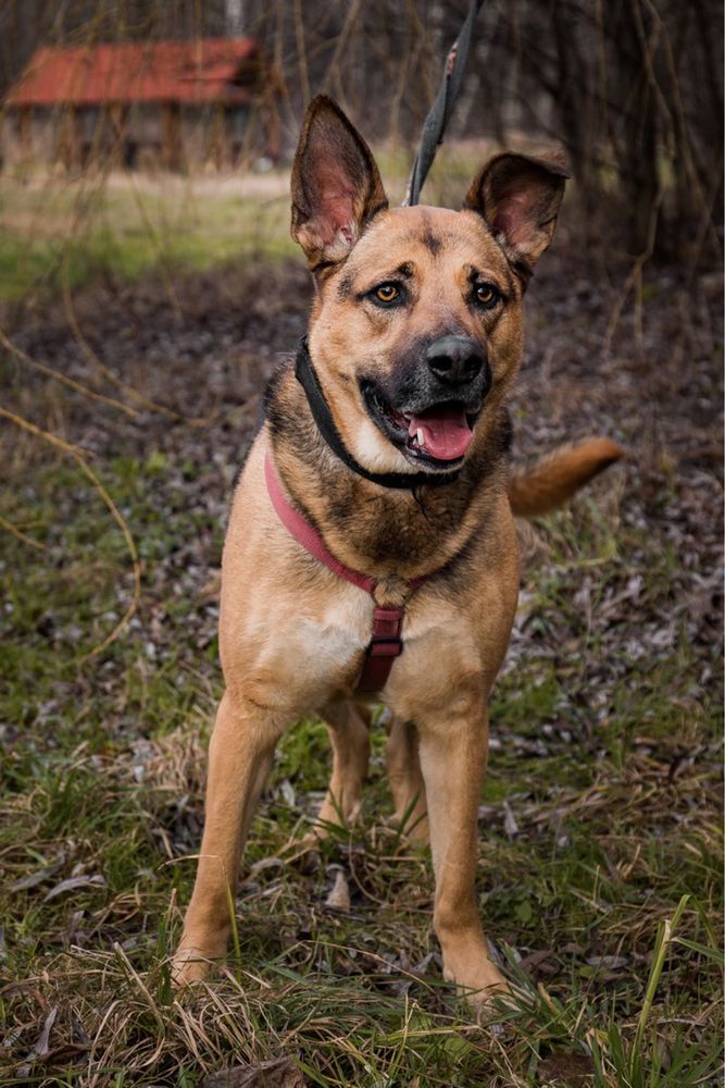 Lucky- większy, przyjazny pies do adopcji