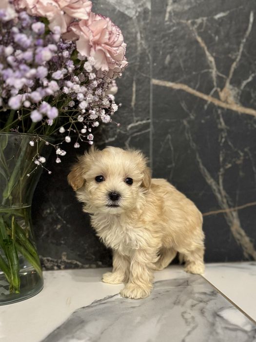 Золотистий хлопчик міні мальтіпу ф1 в Луцьку